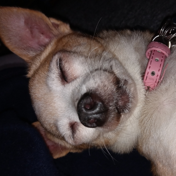 ♡ Rest in peace Buddy ♡ - Picture 3 of 15